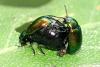Gastrophysa viridula
